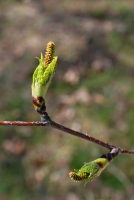 Betula papyrifera - bříza papírová - samičí jehněda